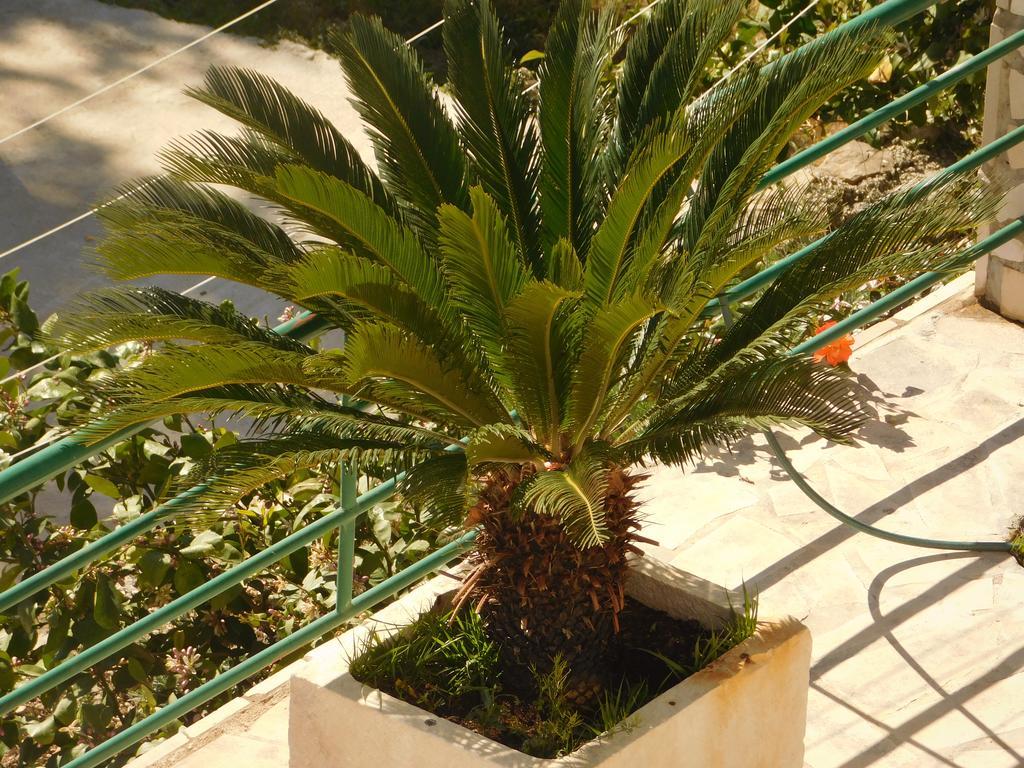 Villa Ana بودغورا المظهر الخارجي الصورة